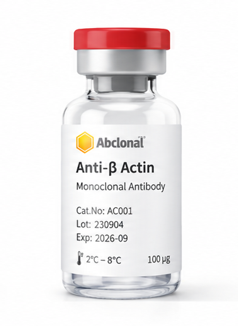 Anti-β Actin