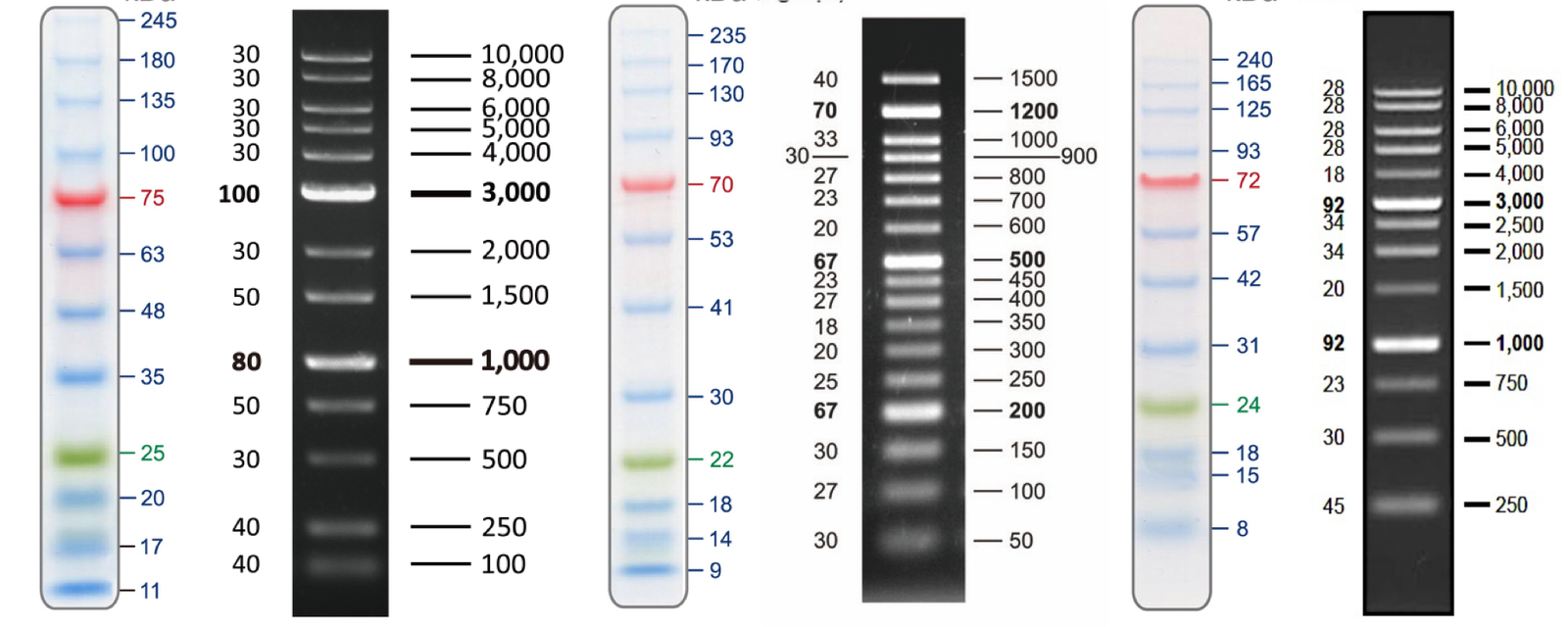 Electrophoresis Reagents