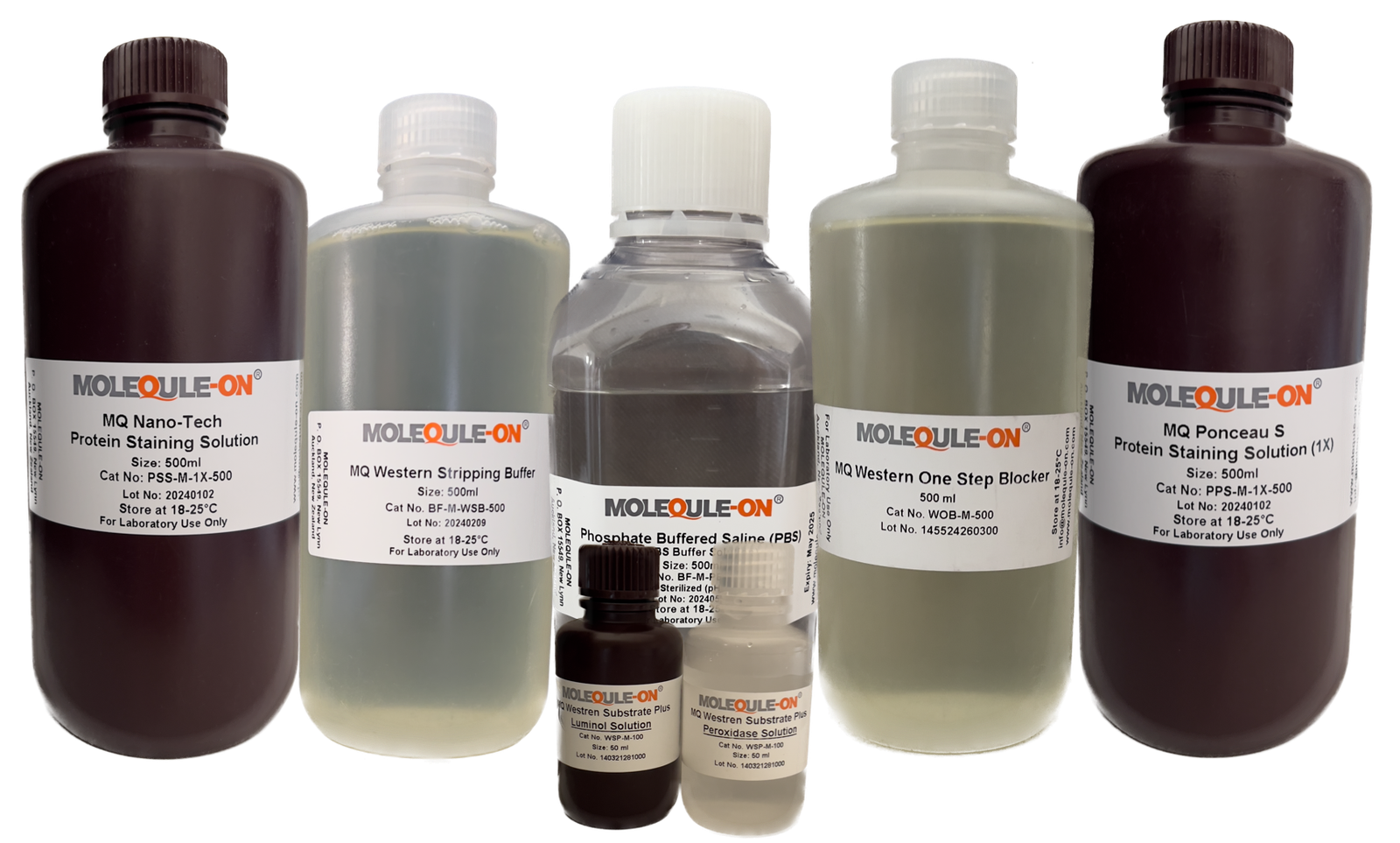 Western Blot