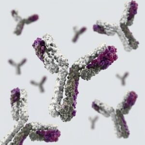 Antibodies