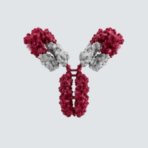 Goat anti-Rabbit IgG (H+L) antibody HRP conjugated