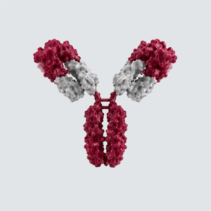 Goat anti-Mouse IgG (H+L) antibody HRP conjugated